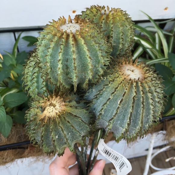 12 Cactus Bundles 14” Faux Barrel Cactus - Picture 2 of 8